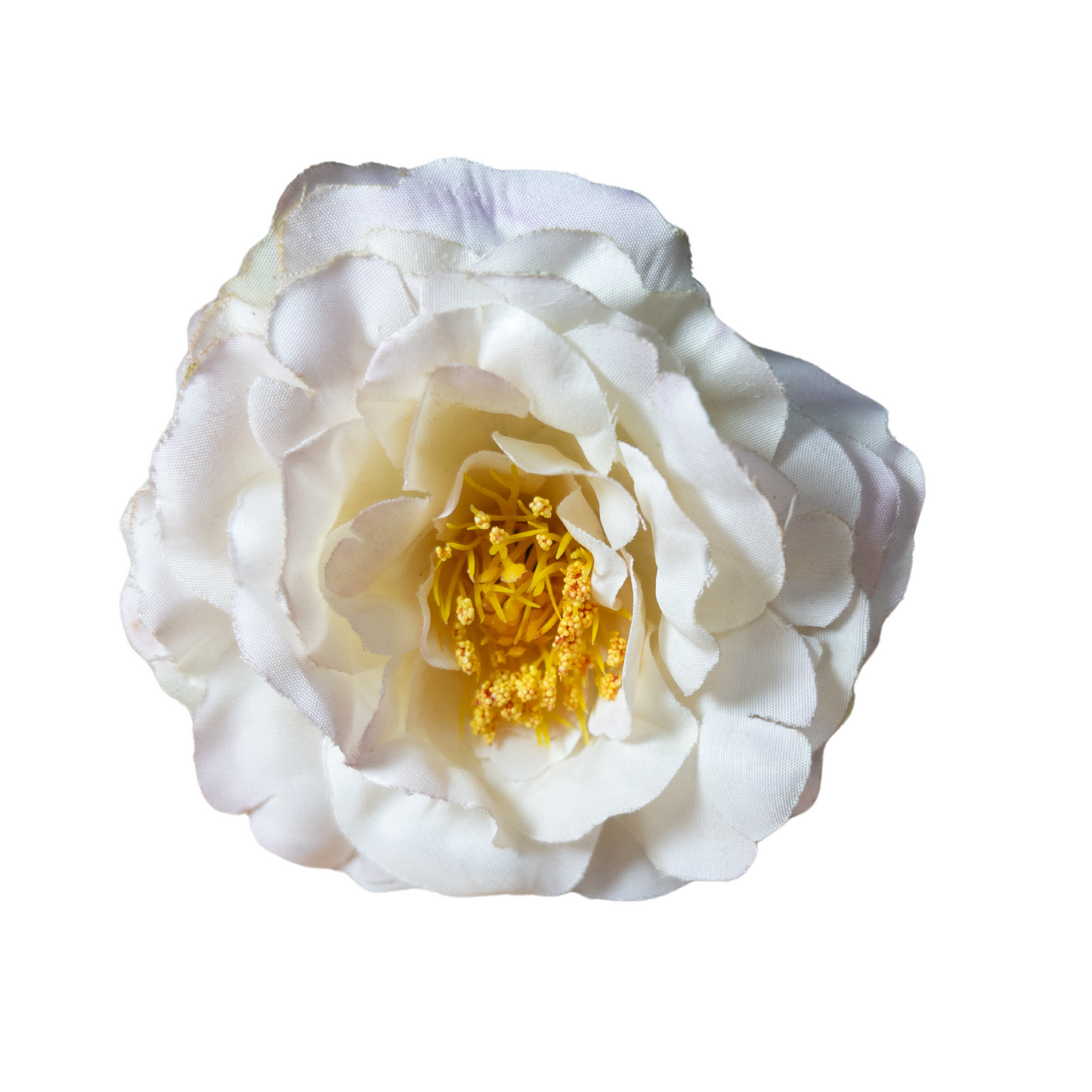 Peonia Pequeña