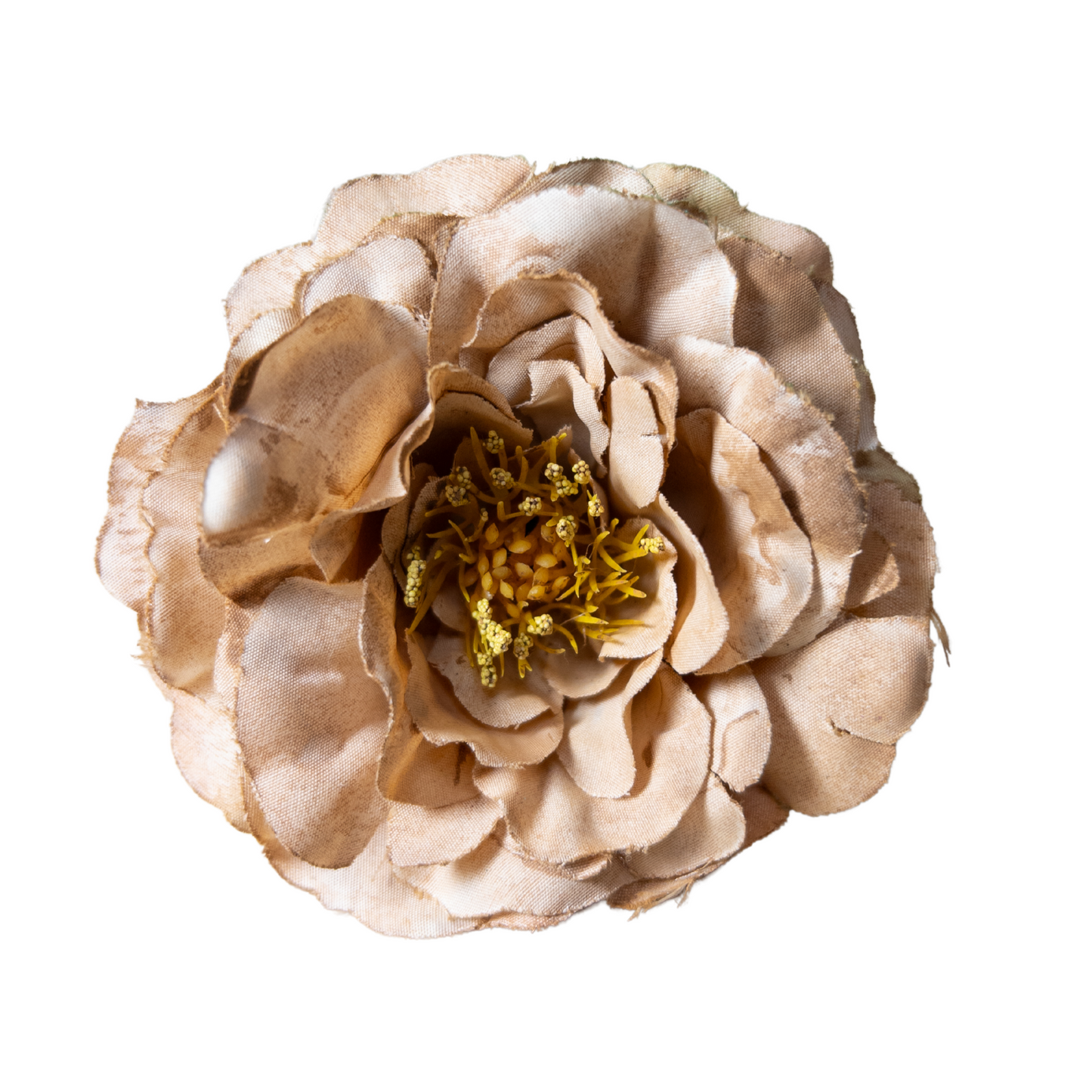 Peonia Pequeña