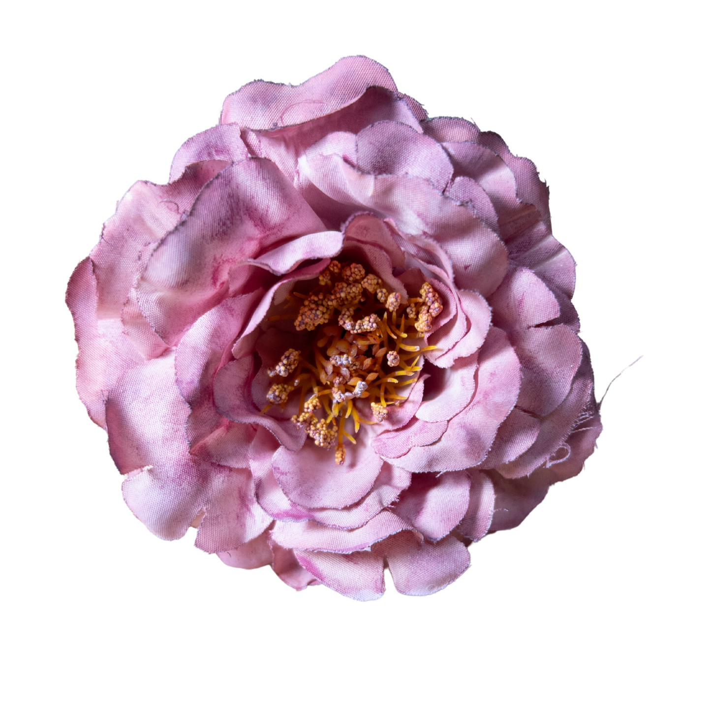 Peonia Pequeña